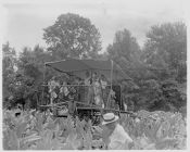 Tobacco harvester in field